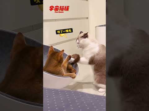 為了奪回睡床 這隻貓咪狂扯兄弟尾巴 #床床保衛戰 #宇宙貓咪 #cat #shorts #shortstw