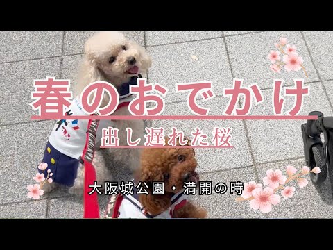 【大阪城公園】出し遅れた桜！