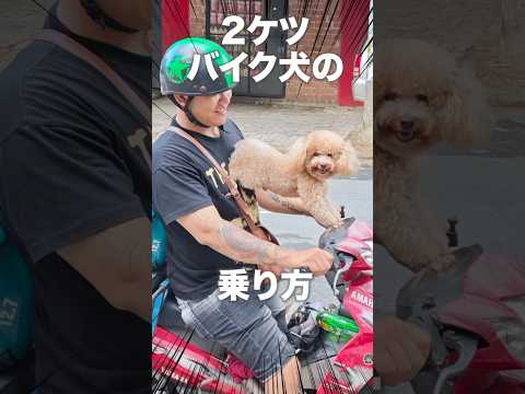 独特な2ケツバイク犬の乗り方 #shorts #dog #犬 #わんこ #おもしろ