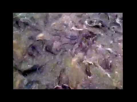 Myrtles catfish farm Nigeria