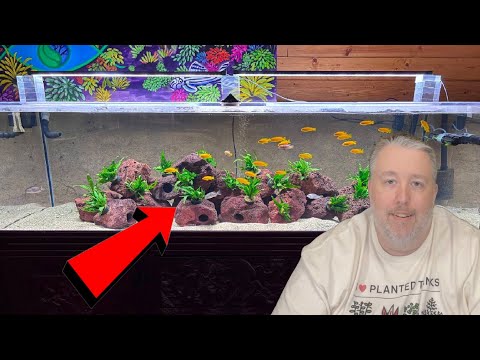 How long should I wait before adding fish to a new tank?