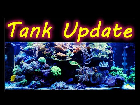 Reef  Tank Update 4-20-20