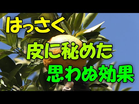 【八朔】はっさく  皮に秘めた思わぬ効果