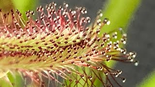 Does a Sundew Plant Help Control Fungus Gnats?