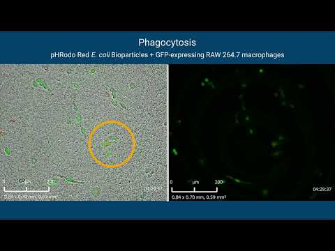 Real-time Phagocytosis Assays with RTCA eSight