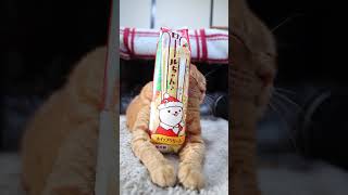 ロールちゃん クリスマスパッケージ　のせ猫　241226 #cat #かご猫 #ねこ #ねこ #nekosone #ネコ