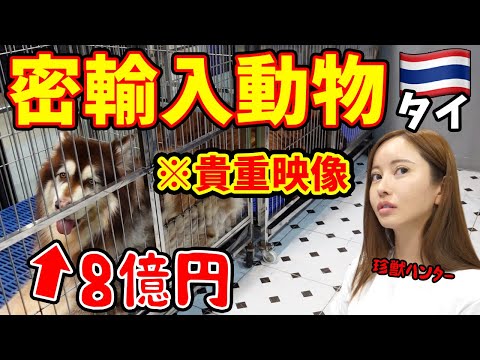 【※貴重映像】違法動物市場に潜入したら闇深かった【タイ・バンコク】