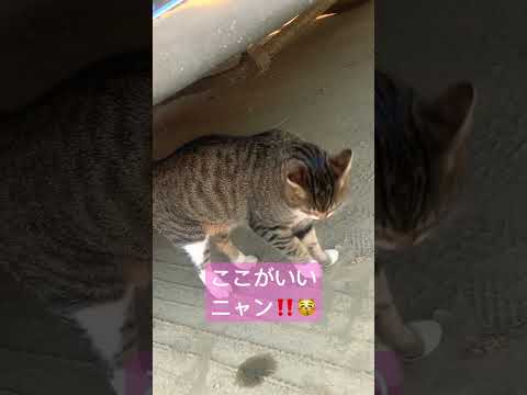 ニャンコ❣️🥰😻#猫 #ねこ #cat