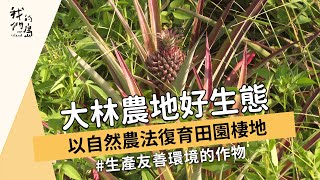 【友善農業】大林農地好生態｜以自然農法復育田園棲地 (我們的島 1178集 2022-10-31)