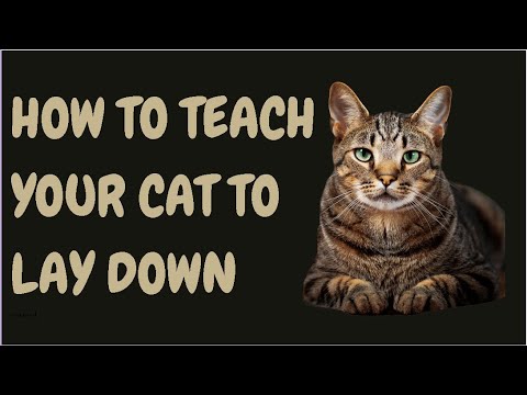 How To Teach Your Cat To Lay Down