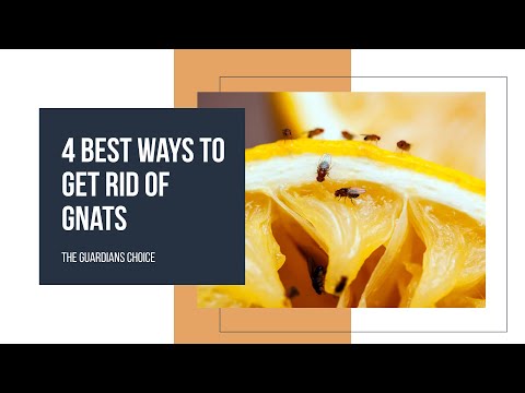 4 Easy Methods to Get Rid of Gnats Once and for All | The Guardians Choice