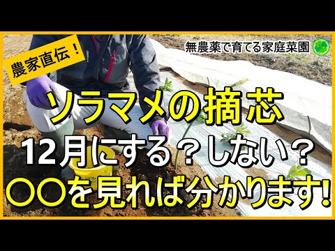 【そら豆栽培】冬越し前にやる摘芯・追肥のコツを解説！【有機農家直伝！無農薬で育てる家庭菜園】　24/12/21