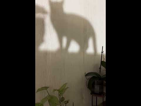 CAT SHADOW  #Michicologo #gatos #catlover #kitties