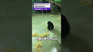 世界一平和なチンパンジーの赤ちゃんの遊び