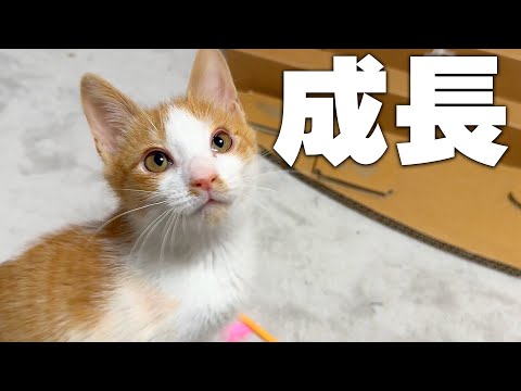 子猫の成長速度がタケノコ並みに早すぎてそろそろ日本語喋るぞ