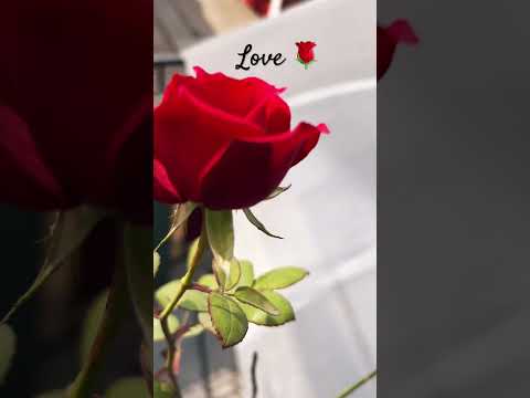 Love Status 🌹 || Nature Status || Flowers Status || #shorts #song #love