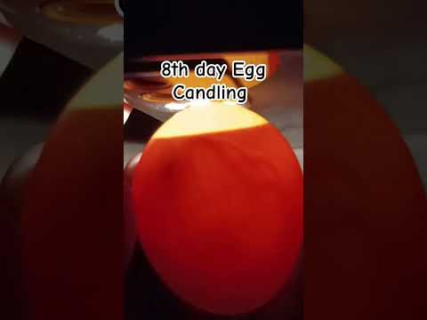 Egg Candling Live Chicks Visible #eggcandling #chicks #incubator #desipoultryfarming