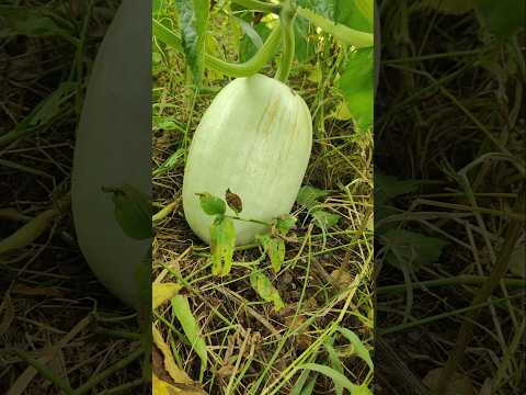 #pumpkin #garden #creeper #viralshort #seeds #pumpkins