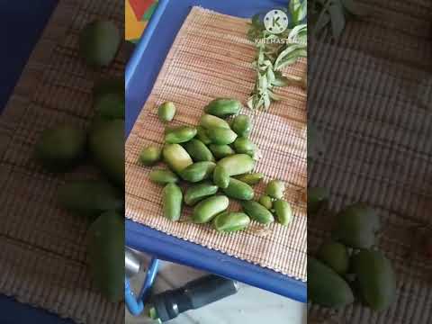 Dhondakaya , vankaya harvest from my terrace garden. #gardening #todayharvest