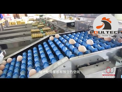 Automated Egg Packing Equipment // How to collect eggs without people ?