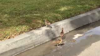 Cute Baby Peachicks Jump