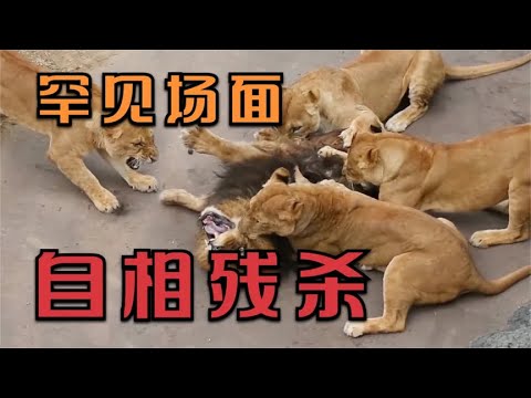 罕见的多种同类动物相互伤害的场面，如鹿豚，猫鼬，狮子，鬣狗等 | 动物世界