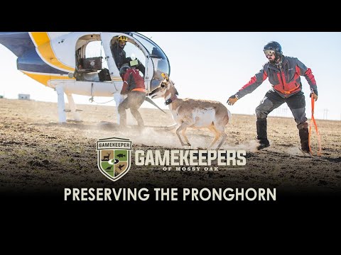 Preserving the Pronghorn