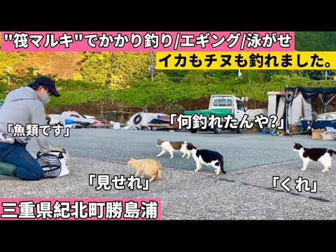 【かかり釣り】猫が集まる天国スポットで釣りをした男の末路