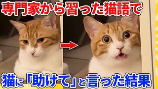 【2ch動物スレ】音声学者から教えてもらった猫語で愛猫に「助けて」と連呼した結果ｗｗｗｗｗ