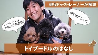 実はお散歩が重要なトイプードルの話　どんな犬？飼い方？特徴は？現役ドックトレーナーの犬種紹介（Toy Poodle）