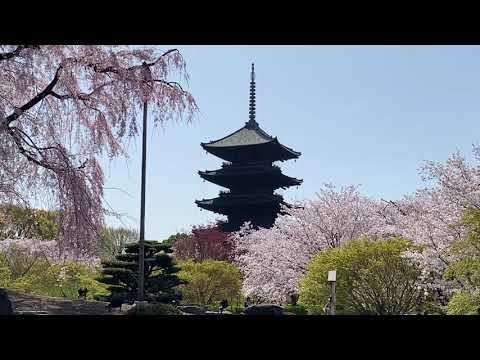 Hidden Japan  84   　 世界遺産東寺(京都)  　 World Heritage Toji-temple in Kyoto