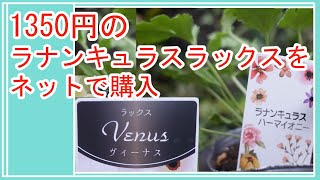 【植えっぱなしで毎年咲くラナンキュラスラックス】お安いラナンキュラスラックスを購入/購入苗の植え付け/ガーデニング/