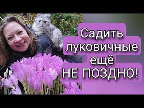 САЖАТЬ ЛУКОВИЧНЫЕ ЕЩЕ НЕ ПОЗДНО | СЕКРЕТЫ ПОСАДКИ ЛУКОВИЧНЫХ ЗИМОЙ | Светлана Самойлова