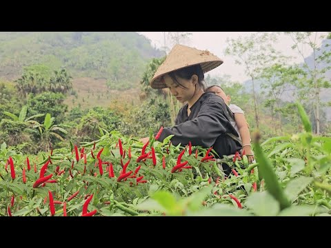 The life of a 17-year-old single mother: Harvesting chili peppers to sell - Raising dogs