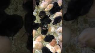 Proper blooding of chicks #gardening #chicken #brooding #farming pls subscribe