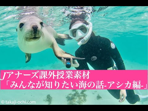 足のないアシカの記録映像あり（シュノーケリング）：Perth Sealion Swim 2020 into the blue ©kaoruko inou