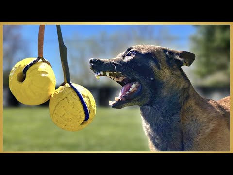 TWO BALL Like You've NEVER SEEN! EXHAUSTING My MALINOIS!