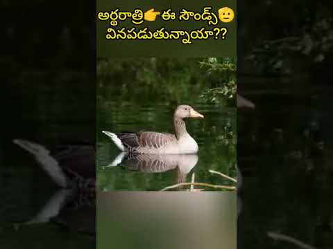 రాత్రి పూట👉ఈ సౌండ్స్🙄వినపడుతున్నాయా?😱 #shorts #ytshots