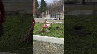 Отмечаем Масленицу! #respect #масленица2023 #dog #funnydogs