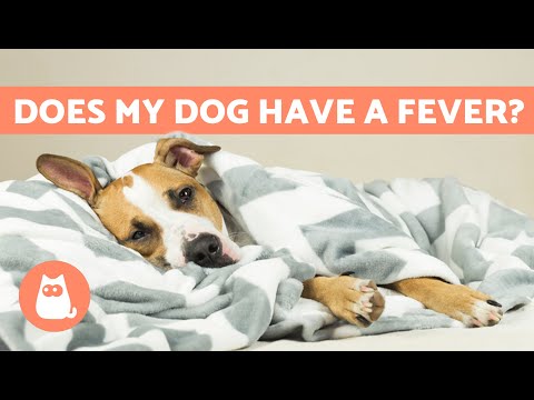 How to Tell a DOG Has FEVER Without a THERMOMETER 🐶🌡️ (Symptoms of Fever in Dogs)