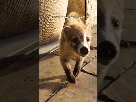 This Might Be the Cutest Animal in Mexico! 🇲🇽 #Coati #shorts