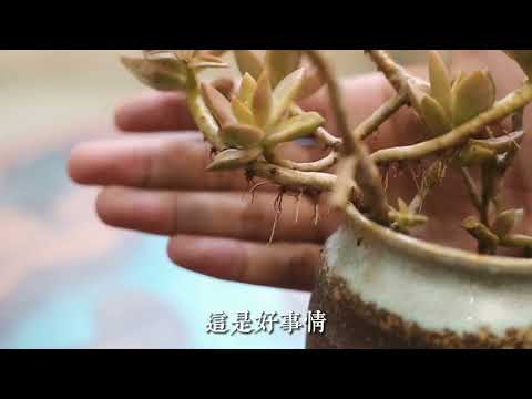 多肉植物长了气生根怎么办？园艺师教你，多肉气生根的处理技巧