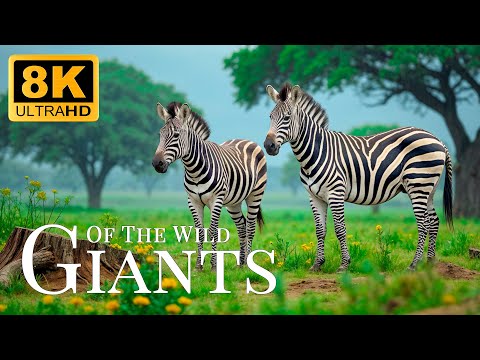 Giants Of The Wild 8K ULTRA HD🐾Slow Motion Animal Scenes With Harp Music