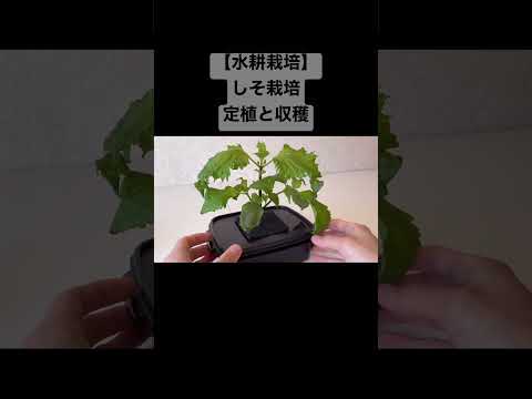 【水耕栽培】しそ栽培　定植と収穫