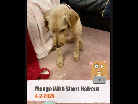 Mango With Short Haircut