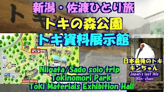 新潟・佐渡ひとり旅★トキの森公園★トキ資料展示館★日本最後のトキ「キンちゃん」・Tokinomori Park・Toki Materials Exhibition Hall・Kin-chan