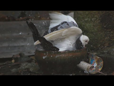 Easy way to Feed Racing homer Pigeon | How clever is this pigeon | Beautiful Laka Pigeons