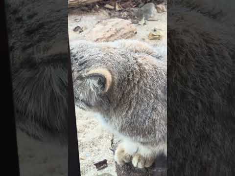 #shorts Bol the Pallas's cat