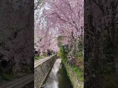 Spring in Kyoto 🌸