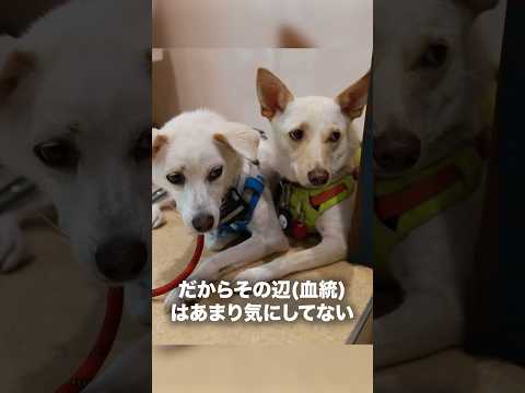 ペットショップは無くなってほしい #犬